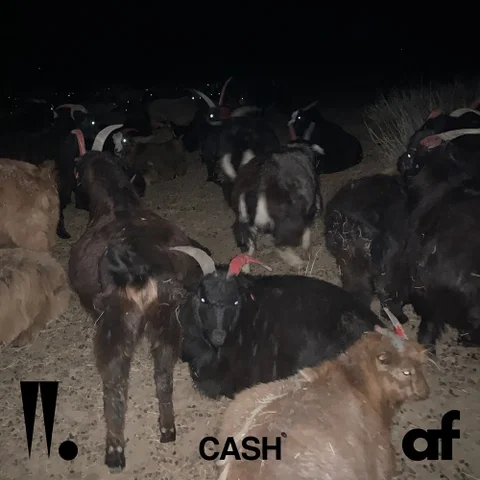 Cash