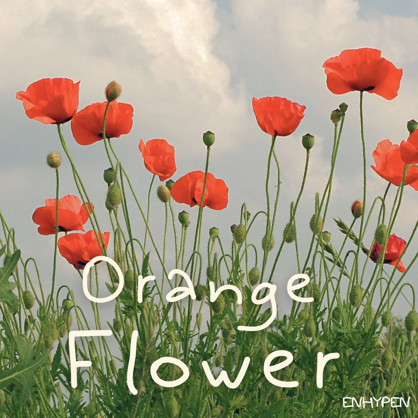 Orange Flower - ENHYPEN by Esther_MusicCover