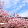 Sakura Sakura