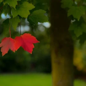 Vivaldi - The Seasons