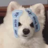 chiwich