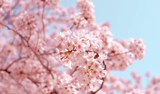 Spring Blossom