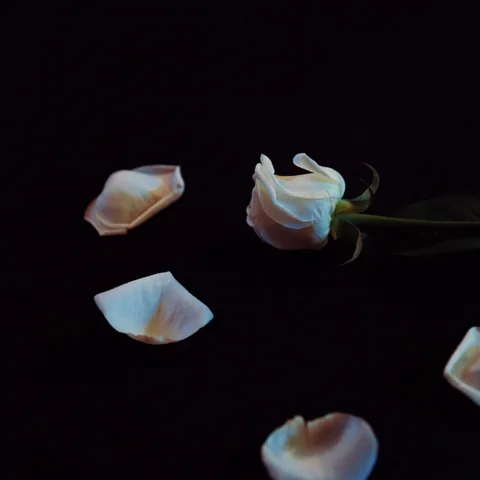 사랑이라고 말해줘