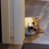 nomidango