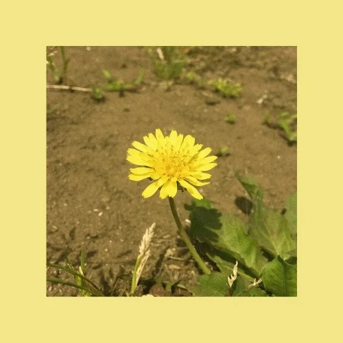 민들레 (single ver.) - 우효 (계이름 악보 포함) by freestyle pianoman