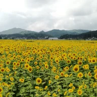 Flowers Will Bloom