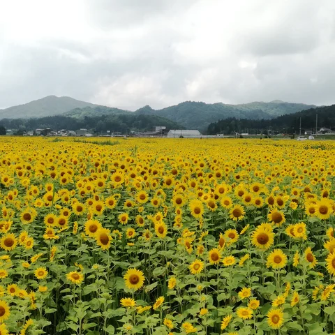 Flowers Will Bloom