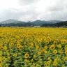花正在开