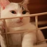 啊信