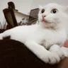 채구채구