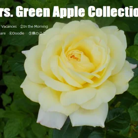 Mrs. Green Apple Collection