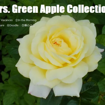 Mrs. Green Apple Collection