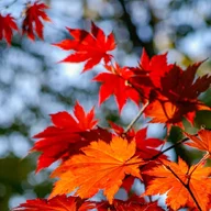 Momiji