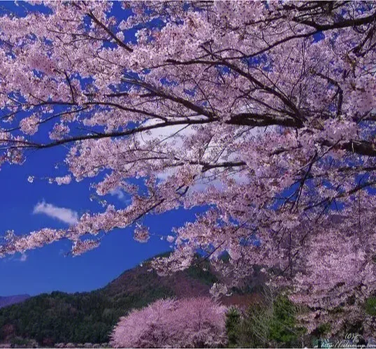Sakura tears - snigellin ((改编版)) by Razcxcx