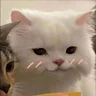 shy ( ˶ˆ꒳ˆ˵ )