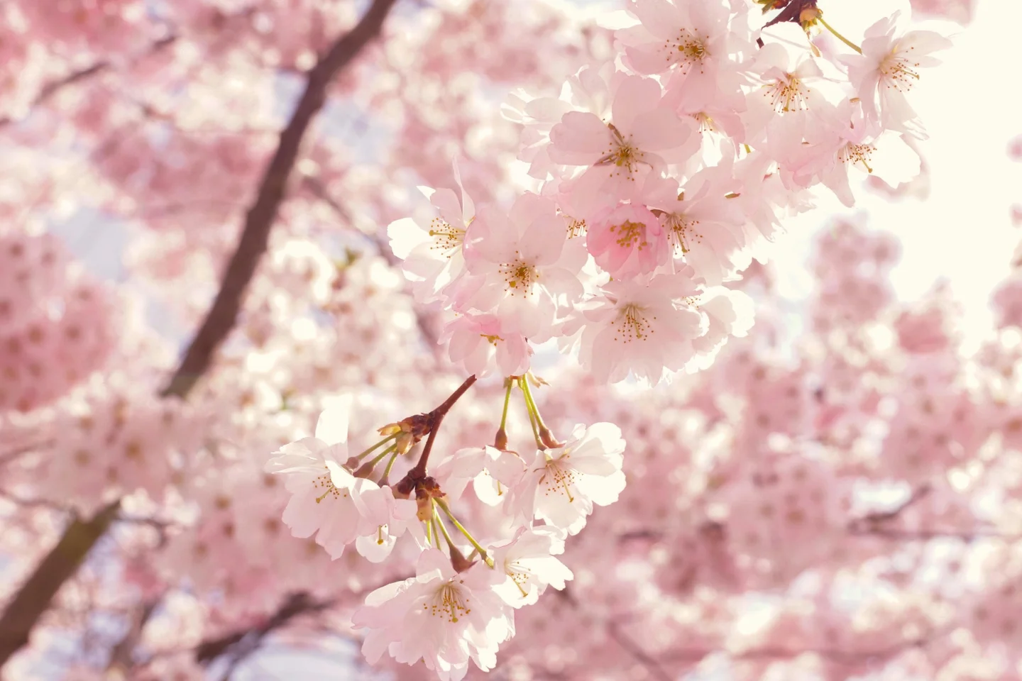 Cherry Blossom Ending Easy Piano Solo Arrangement version - Busker Busker by Well of music