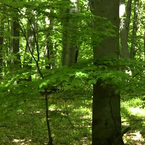 Let's go to the Forest of Peace