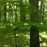Let's go to the Forest of Peace