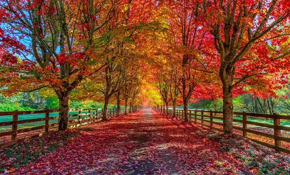 Autumn Song - Tchaikovsky (arranged for orchestra) by Celio Vieira Peixoto