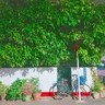 Waltz in small garden